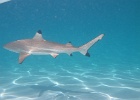0204_IMG_0923_Moorea.JPG