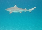 0205_IMG_0924_Moorea.JPG