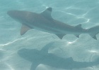 0209_IMG_0934_Moorea.JPG