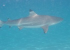 0210_IMG_0937_Moorea.JPG