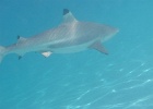 0211_IMG_0938_Moorea.JPG