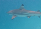 0212_IMG_0939_Moorea.JPG