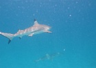 0213_IMG_0943_Moorea.JPG