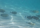 0214_IMG_0946_Moorea.JPG