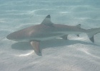 0215_IMG_0949_Moorea.JPG