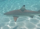 0218_IMG_0958_Moorea.JPG