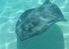 0221_IMG_0971_Moorea.JPG