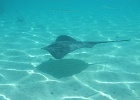 0224_IMG_0978_Moorea.JPG