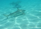 0225_IMG_0981_Moorea.JPG