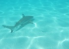 0226_IMG_0983_Moorea.JPG