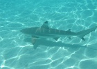 0227_IMG_0985_Moorea.JPG