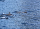 0246_IMG_2151_Moorea.JPG
