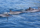 0247_IMG_2152_Moorea.JPG