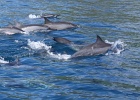 0249_IMG_2153_Moorea.JPG