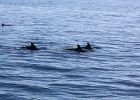 0250_IMG_2157_Moorea.JPG