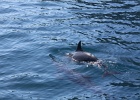 0253_IMG_2164_Moorea.JPG