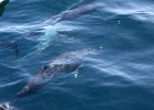 0254_IMG_2166_Moorea.JPG