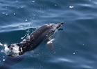 0256_IMG_2168_Moorea.JPG