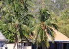 0266_IMG_2183_Moorea.JPG