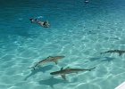 0322_IMG_2268_Moorea.JPG