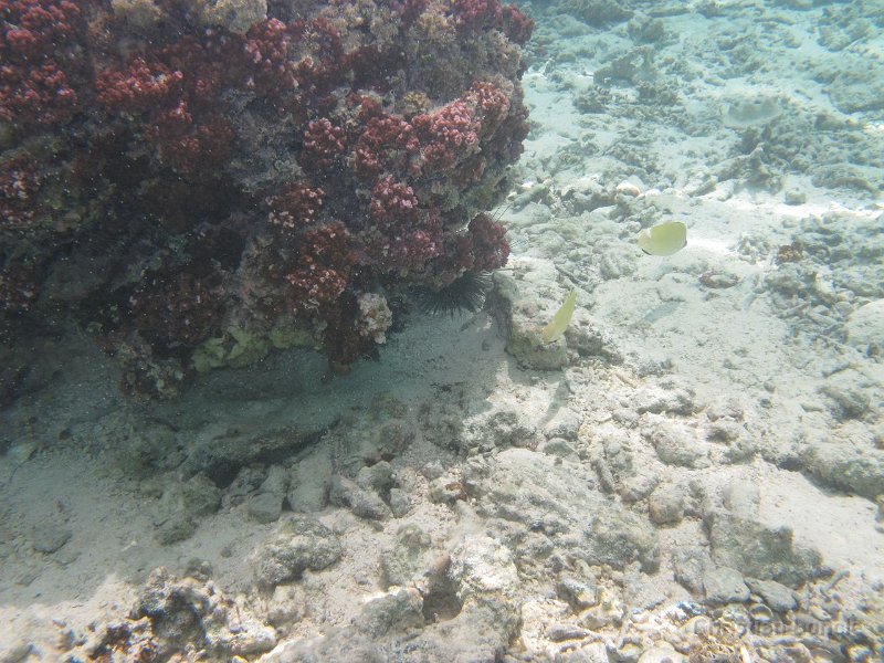 0029 IMG 1098 Raiatea