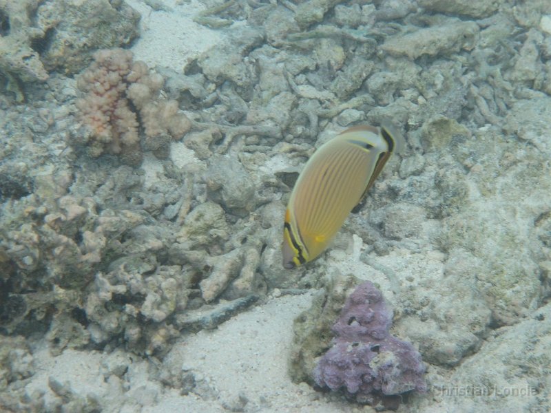 0037 IMG 1109 Raiatea