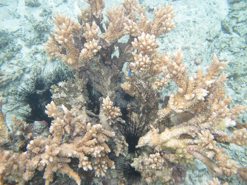 0039 IMG 1113 Raiatea