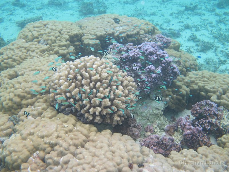 0043 IMG 1117 Raiatea