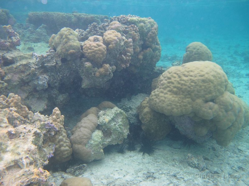 0063 IMG 1161 Raiatea