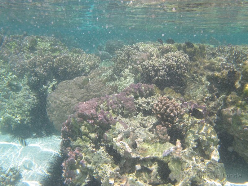 0102 IMG 1212 Raiatea