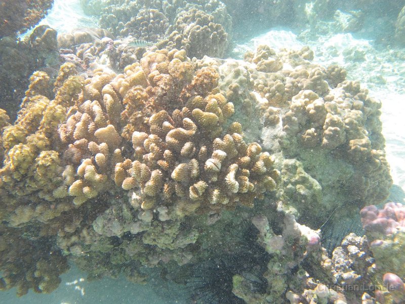 0103 IMG 1213 Raiatea