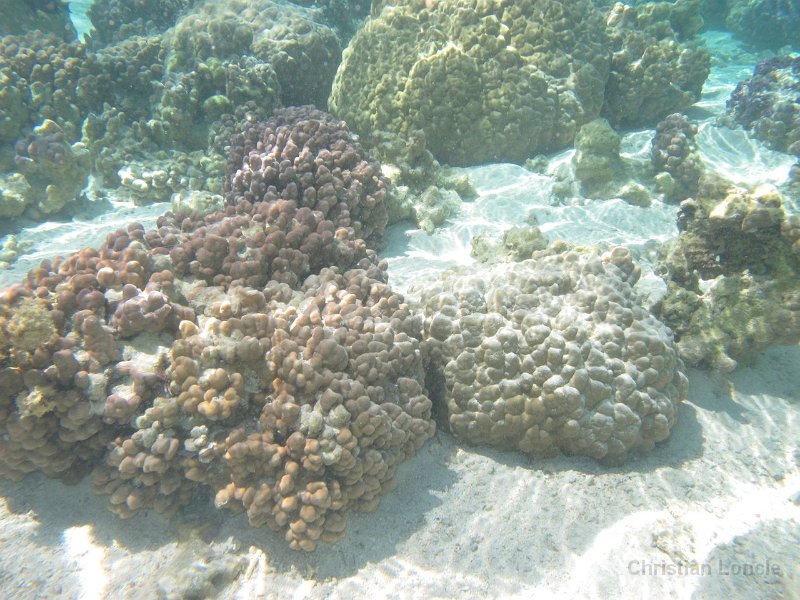 0114 IMG 1238 Raiatea