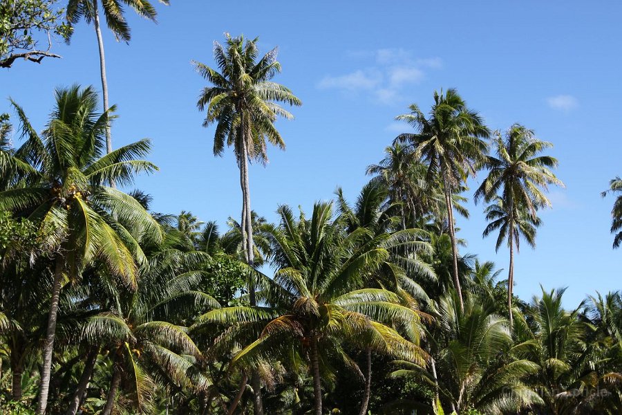 0188 IMG 2602 Raiatea