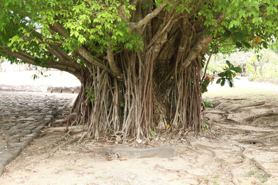0251 IMG 2739 Raiatea