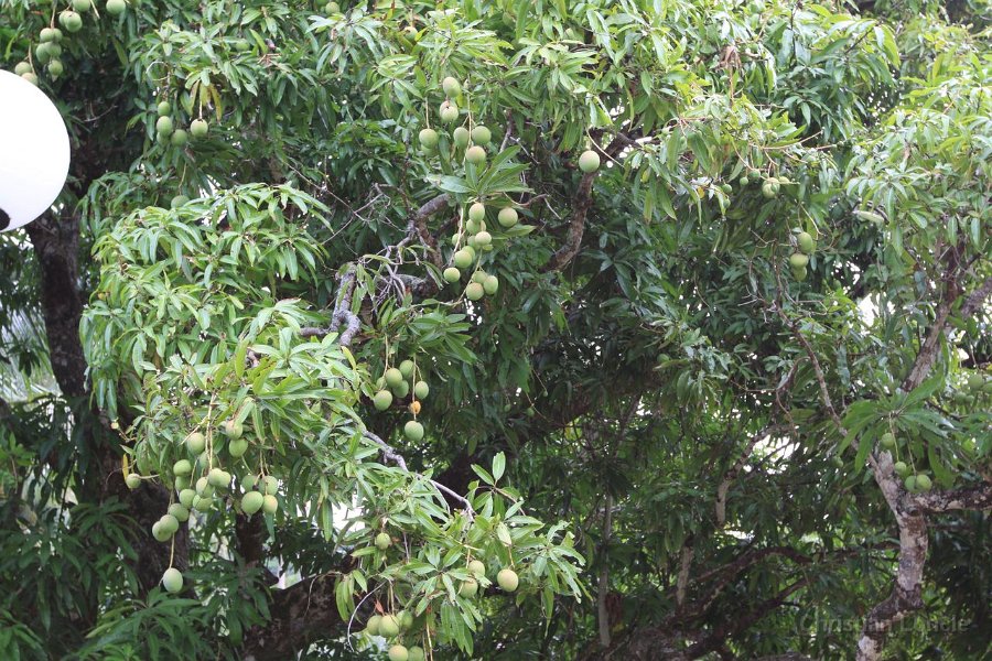 0255 IMG 2752 Raiatea