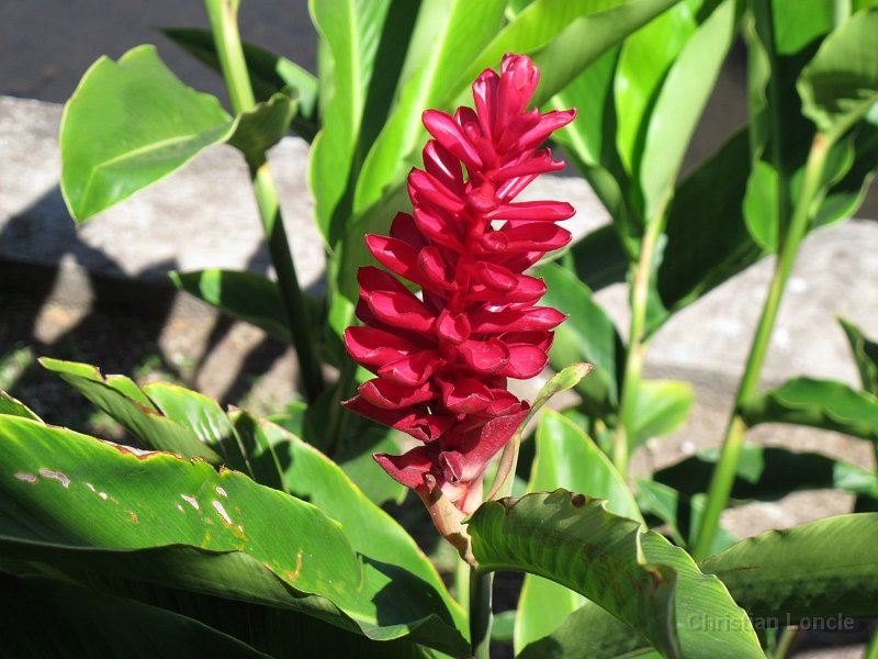 0338 IMG 1451 Raiatea