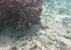 0029_IMG_1098_Raiatea.JPG
