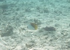 0030_IMG_1100_Raiatea.JPG