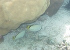 0032_IMG_1102_Raiatea.JPG