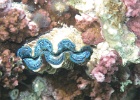 0033_IMG_1103_Raiatea.JPG