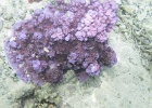 0036_IMG_1106_Raiatea.JPG
