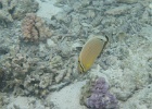 0037_IMG_1109_Raiatea.JPG