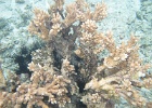 0039_IMG_1113_Raiatea.JPG