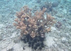 0040_IMG_1114_Raiatea.JPG