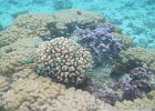 0043_IMG_1117_Raiatea.JPG