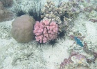 0047_IMG_1127_Raiatea.JPG