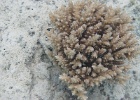 0051_IMG_1132_Raiatea.JPG