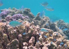 0054_IMG_1139_Raiatea.JPG