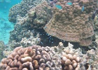 0057_IMG_1142_Raiatea.JPG