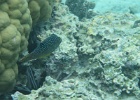 0058_IMG_1147_Raiatea.JPG